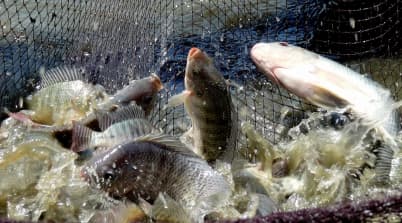 image of some fish