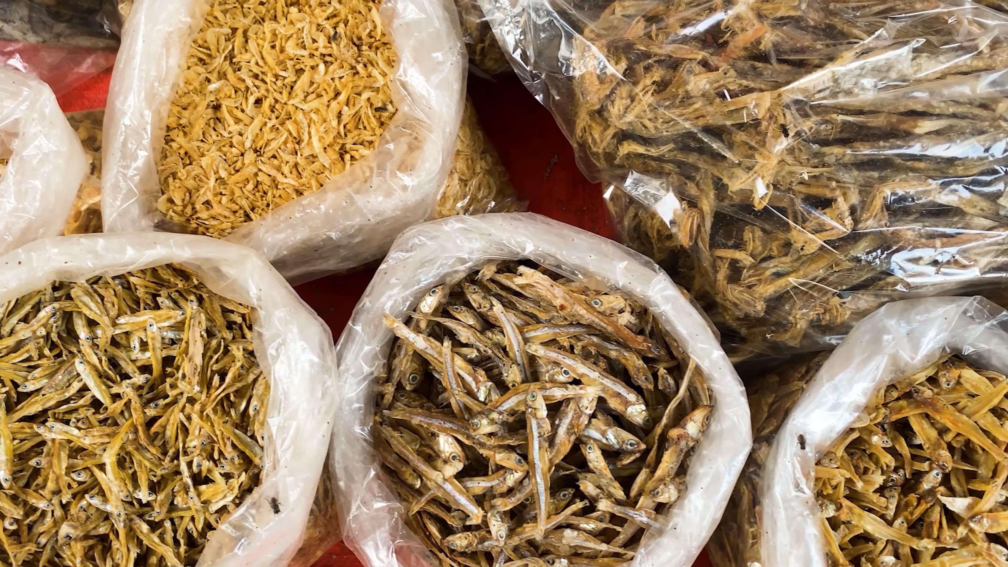 an image of harvested and packaged sardines